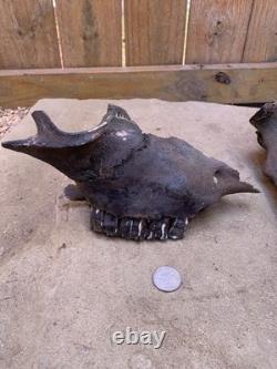 Fossilized Bison, Bone, 19 Inch Vertebrae And Upper Jaw