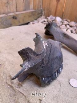 Fossilized Bison, Bone, 19 Inch Vertebrae And Upper Jaw