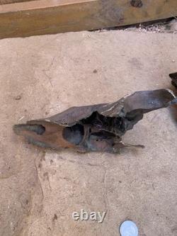 Fossilized Bison, Bone, 19 Inch Vertebrae And Upper Jaw