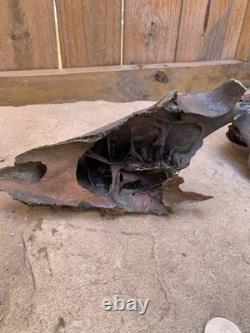 Fossilized Bison, Bone, 19 Inch Vertebrae And Upper Jaw