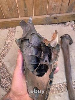 Fossilized Bison, Bone, 19 Inch Vertebrae And Upper Jaw