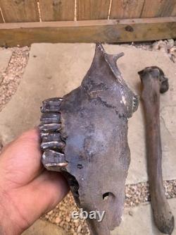Fossilized Bison, Bone, 19 Inch Vertebrae And Upper Jaw