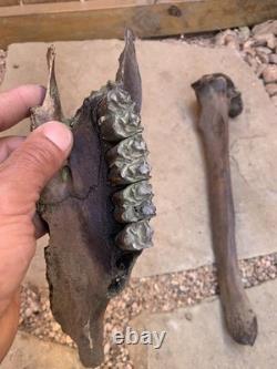 Fossilized Bison, Bone, 19 Inch Vertebrae And Upper Jaw