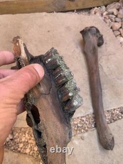 Fossilized Bison, Bone, 19 Inch Vertebrae And Upper Jaw