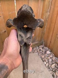Fossilized Bison, Bone, 19 Inch Vertebrae And Upper Jaw