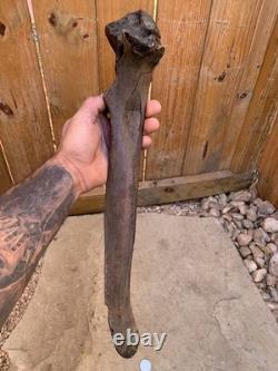 Fossilized Bison, Bone, 19 Inch Vertebrae And Upper Jaw