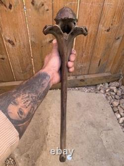 Fossilized Bison, Bone, 19 Inch Vertebrae And Upper Jaw