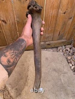 Fossilized Bison, Bone, 19 Inch Vertebrae And Upper Jaw