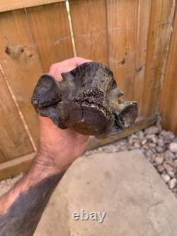 Fossilized Bison, Bone, 19 Inch Vertebrae And Upper Jaw