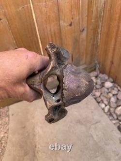 Fossilized Bison, Bone, 19 Inch Vertebrae And Upper Jaw