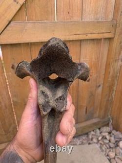 Fossilized Bison, Bone, 19 Inch Vertebrae And Upper Jaw