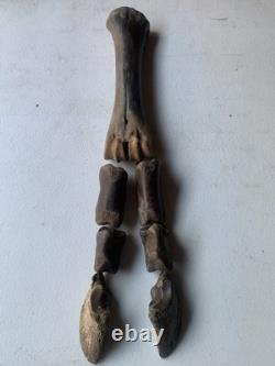 Fossilized Bison Bones