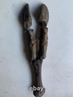 Fossilized Bison Bones