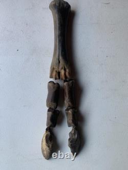 Fossilized Bison Bones