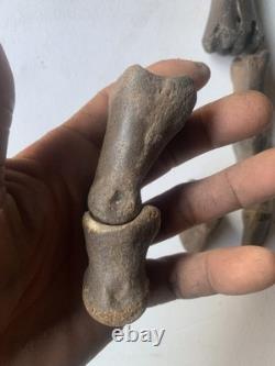 Fossilized Bison Bones