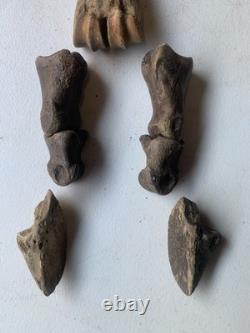 Fossilized Bison Bones