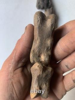 Fossilized Bison Bones