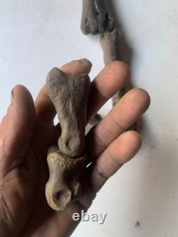 Fossilized Bison Bones