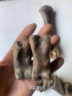 Fossilized Bison Bones