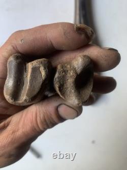 Fossilized Bison Bones