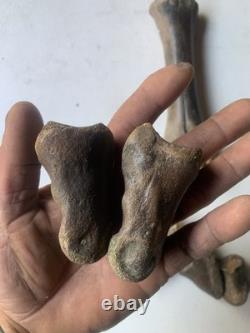 Fossilized Bison Bones
