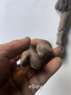 Fossilized Bison Bones