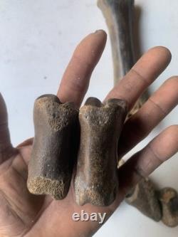 Fossilized Bison Bones