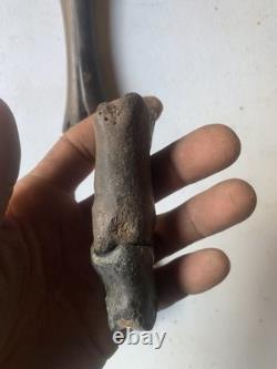 Fossilized Bison Bones