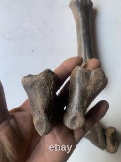 Fossilized Bison Bones