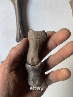 Fossilized Bison Bones