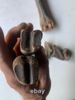 Fossilized Bison Bones