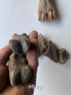 Fossilized Bison Bones