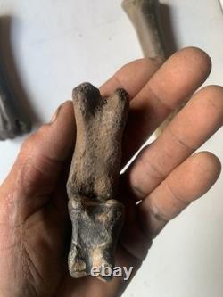 Fossilized Bison Bones