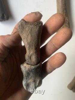 Fossilized Bison Bones