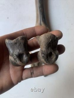 Fossilized Bison Bones