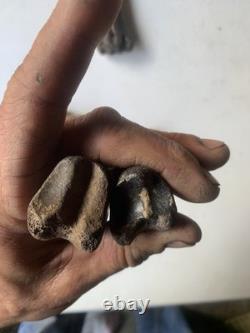 Fossilized Bison Bones