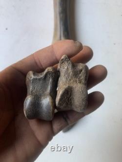 Fossilized Bison Bones