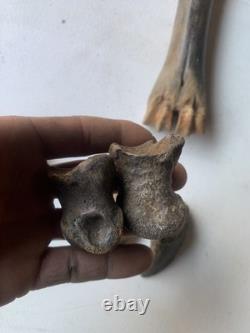 Fossilized Bison Bones