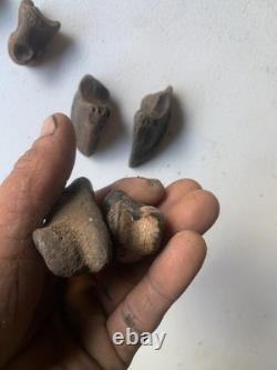 Fossilized Bison Bones