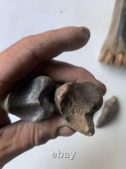 Fossilized Bison Bones