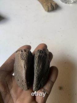 Fossilized Bison Bones