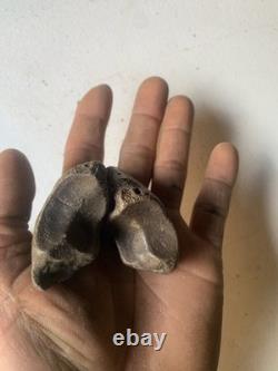 Fossilized Bison Bones
