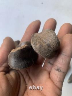 Fossilized Bison Bones