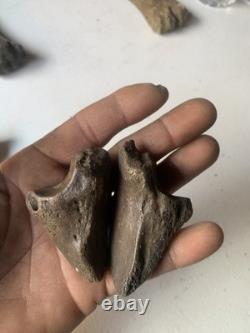 Fossilized Bison Bones