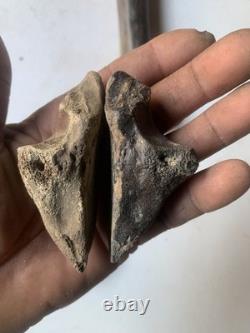 Fossilized Bison Bones