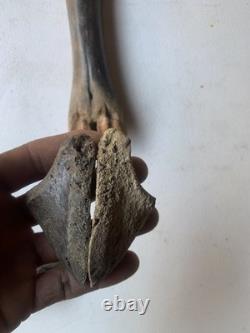 Fossilized Bison Bones