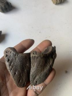 Fossilized Bison Bones