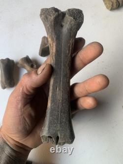 Fossilized Bison Bones