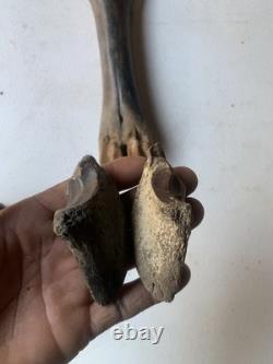 Fossilized Bison Bones