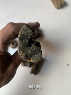 Fossilized Bison Bones